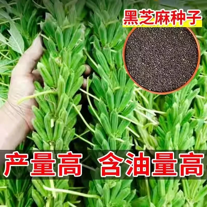 供销[全店5件包邮]黑芝麻种子早熟白芝麻种子矮杆抗伏倒纯黑芝麻