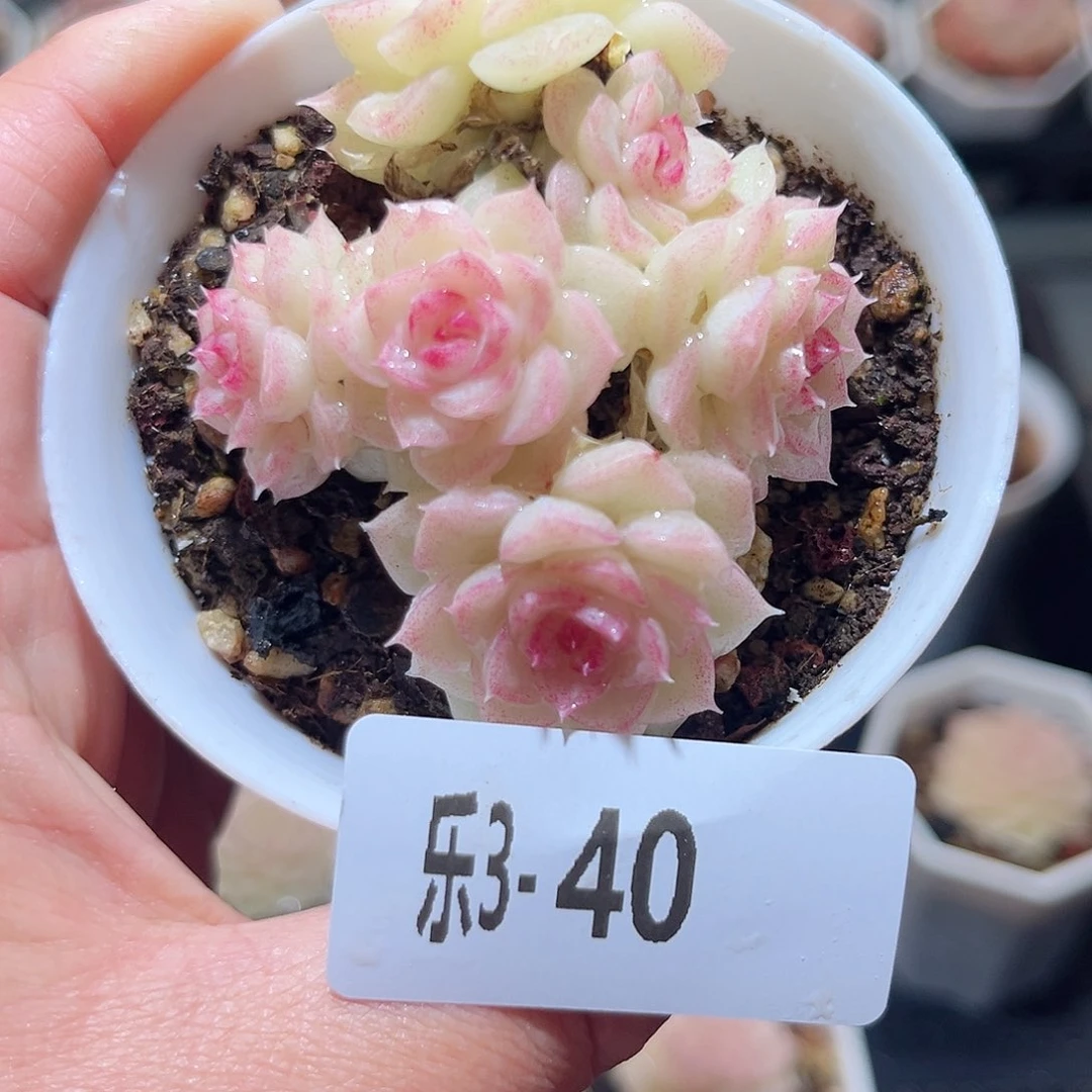 乐3-40 白天鹅群不包整