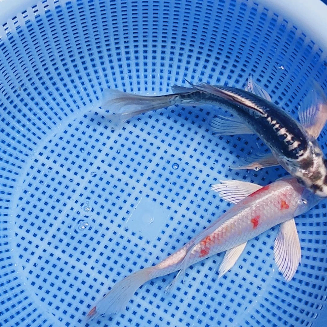 锦鲤锦鲤观赏鱼2111