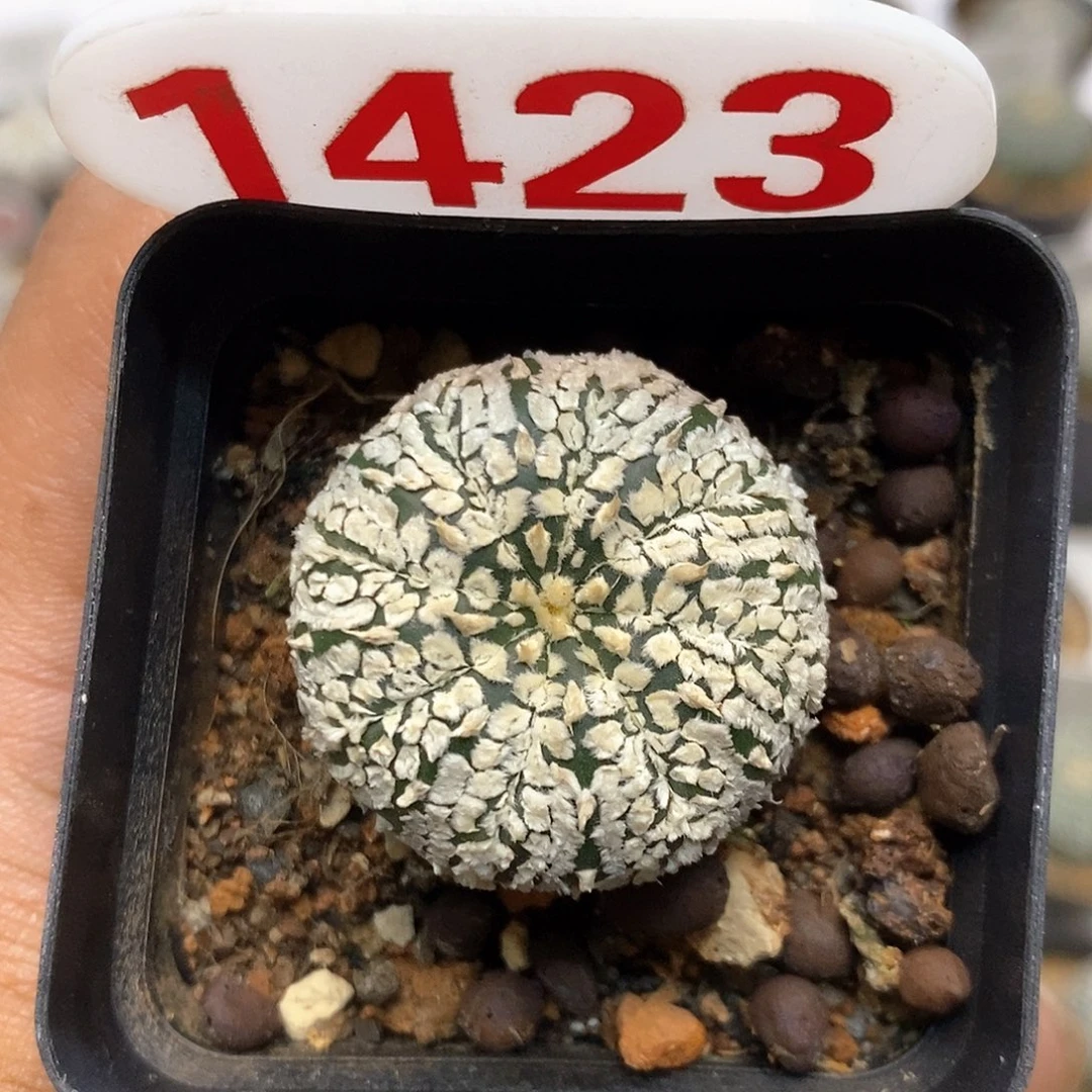 1423福利特价咯福利了