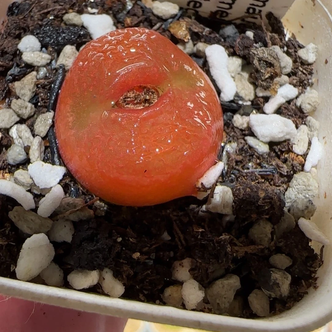 肉锥多肉植物百科-水蜜桃16