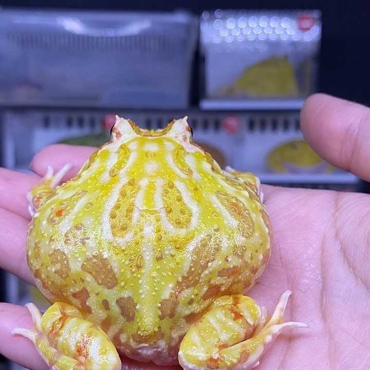 特价秒杀一切顺利