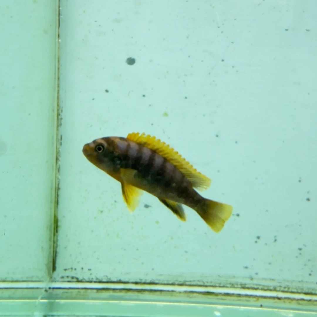 慈鲷498红鸡。
