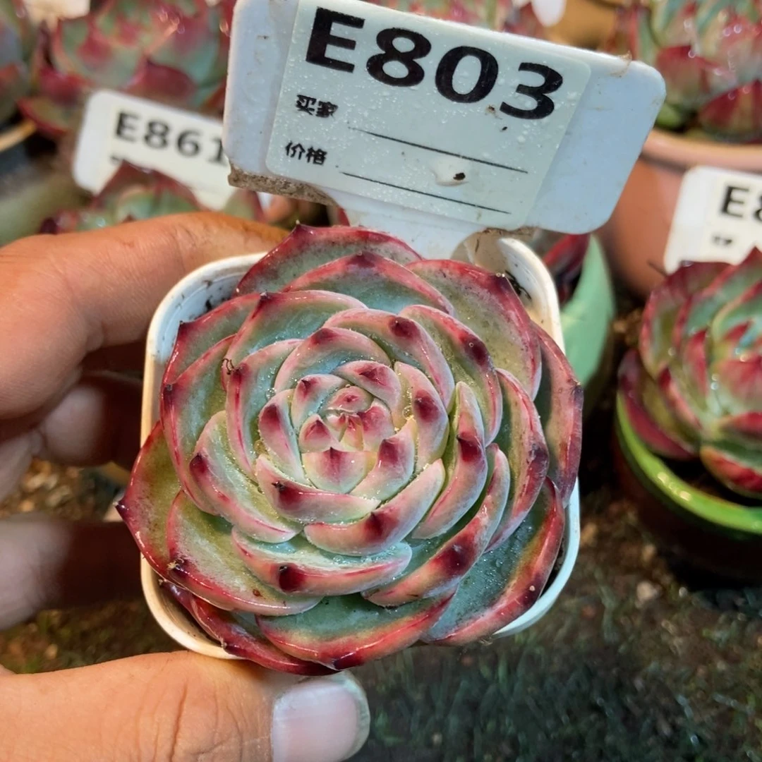 惊鸿一瞥803号楼下