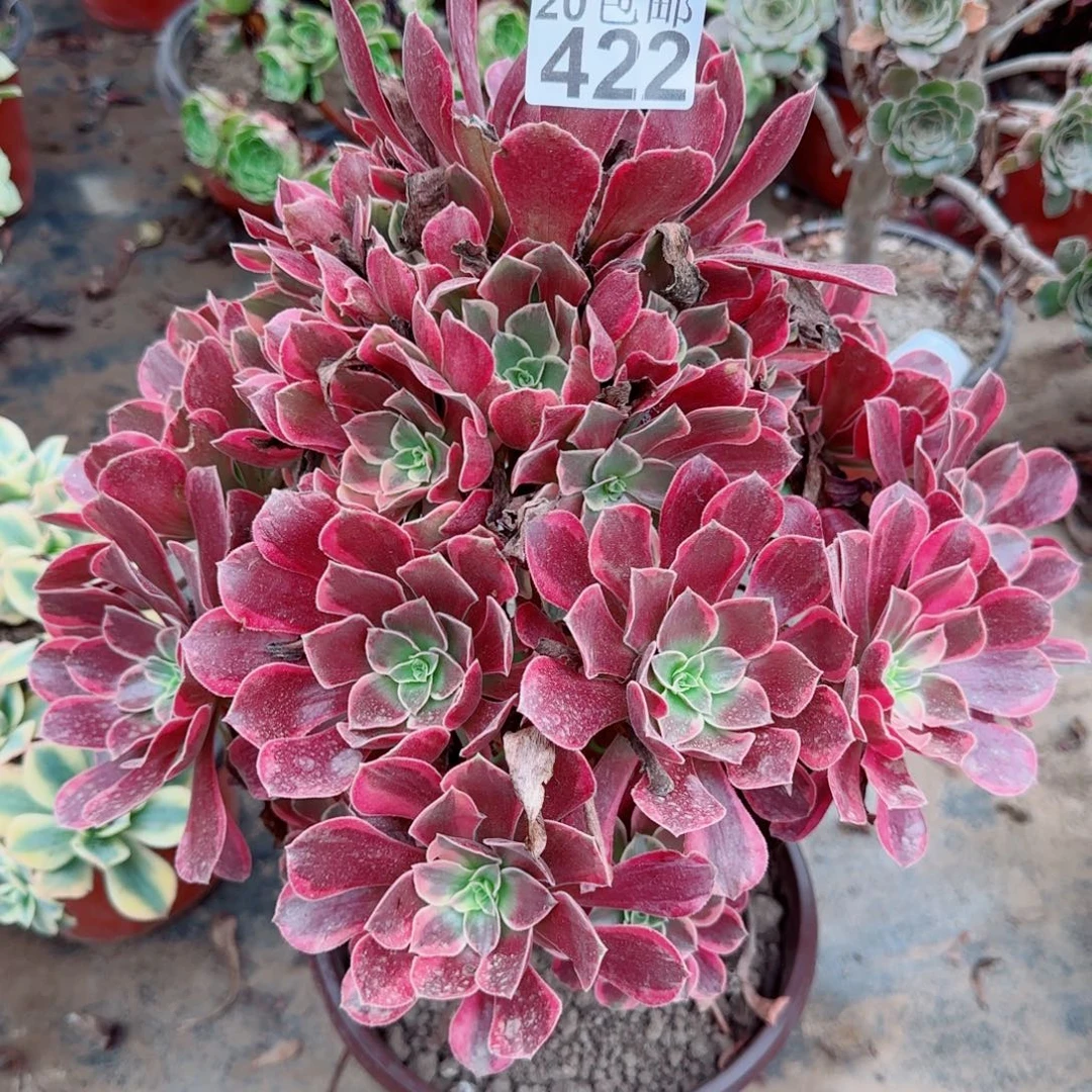 金丝422满20包邮断枝不包