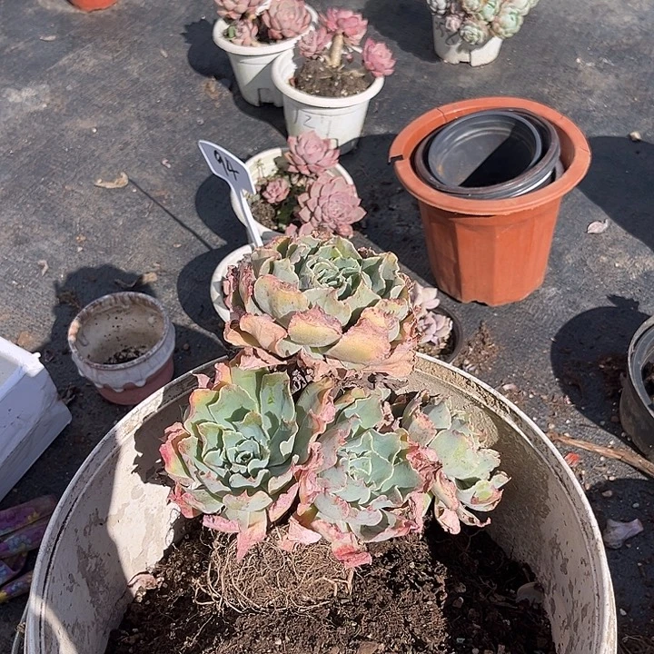 胖大欣多肉 海啸多肉