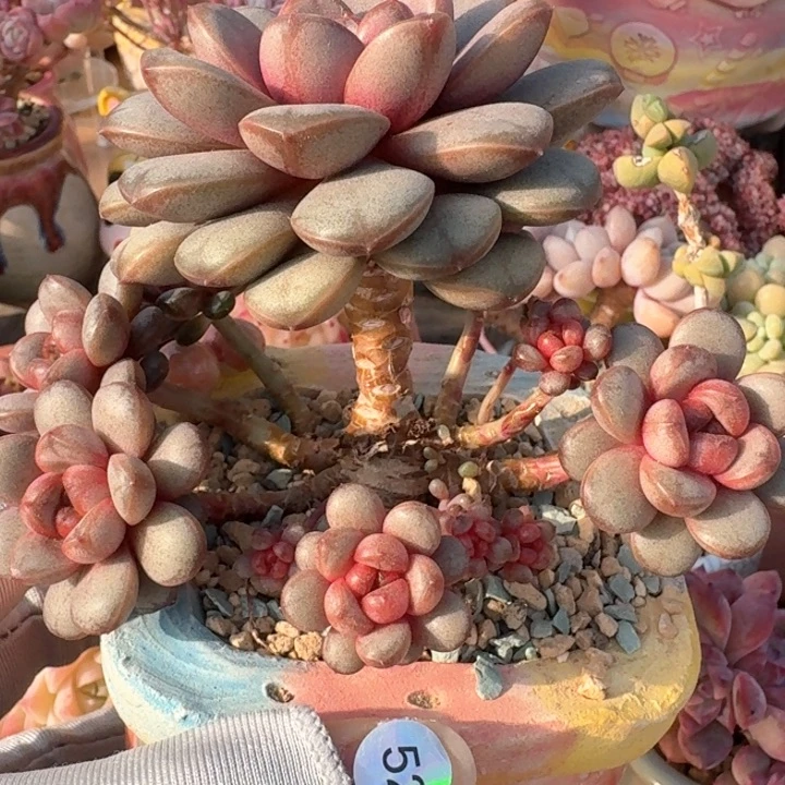 嘉*甲52 多肉含盆土 30元包邮 除偏远