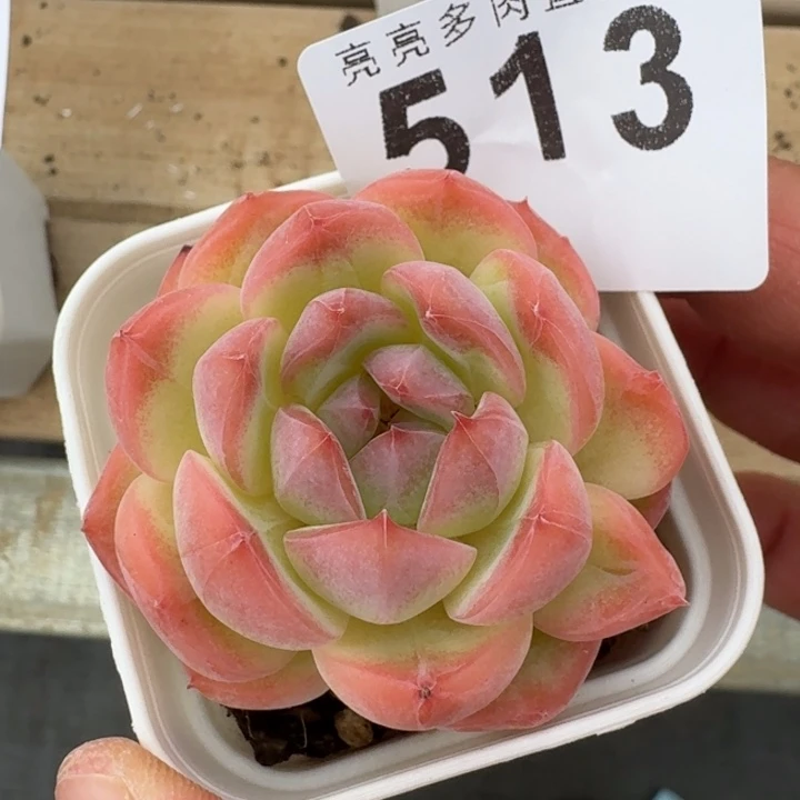 孤品  开播福利多肉植物