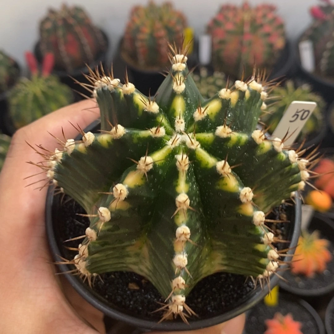 泰系全品米哈—带盆土发货17