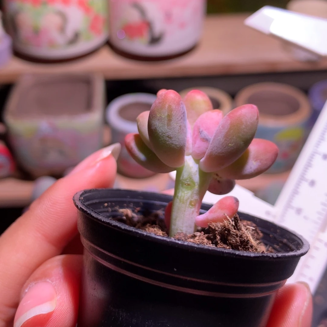 微晒带板子芒果奶酪多肉