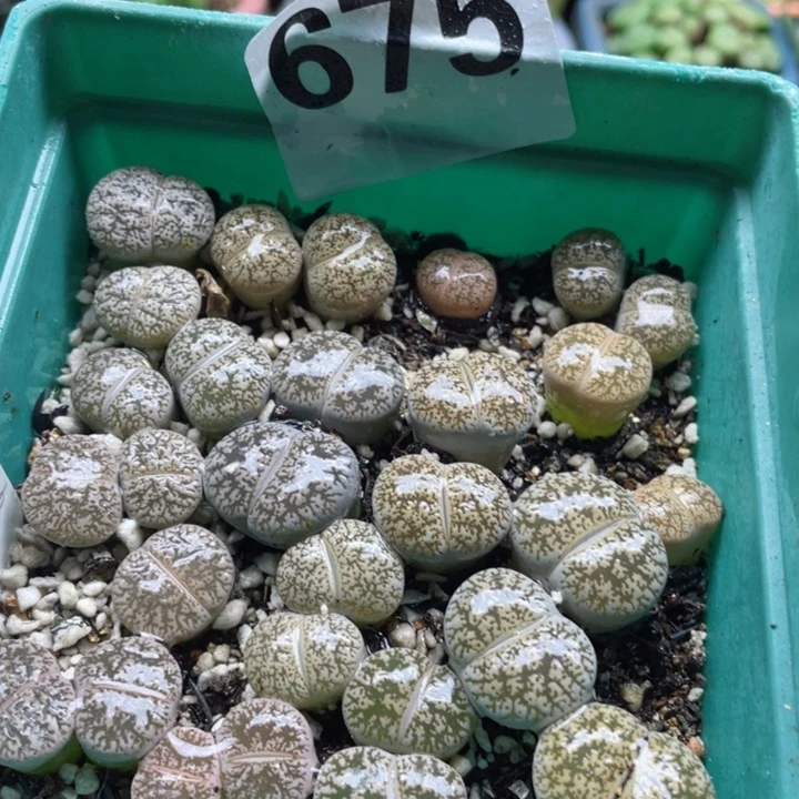 675白弁天带盆l l