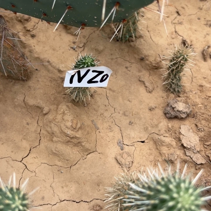 平***康N20美版泰迪熊仙人掌一颗15