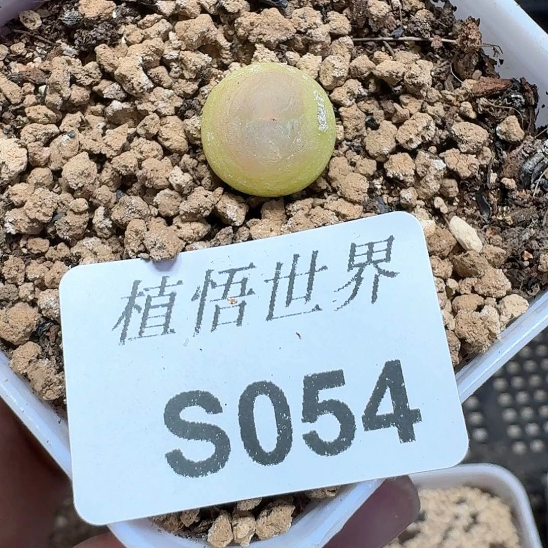 多肉植物多肉植物哇