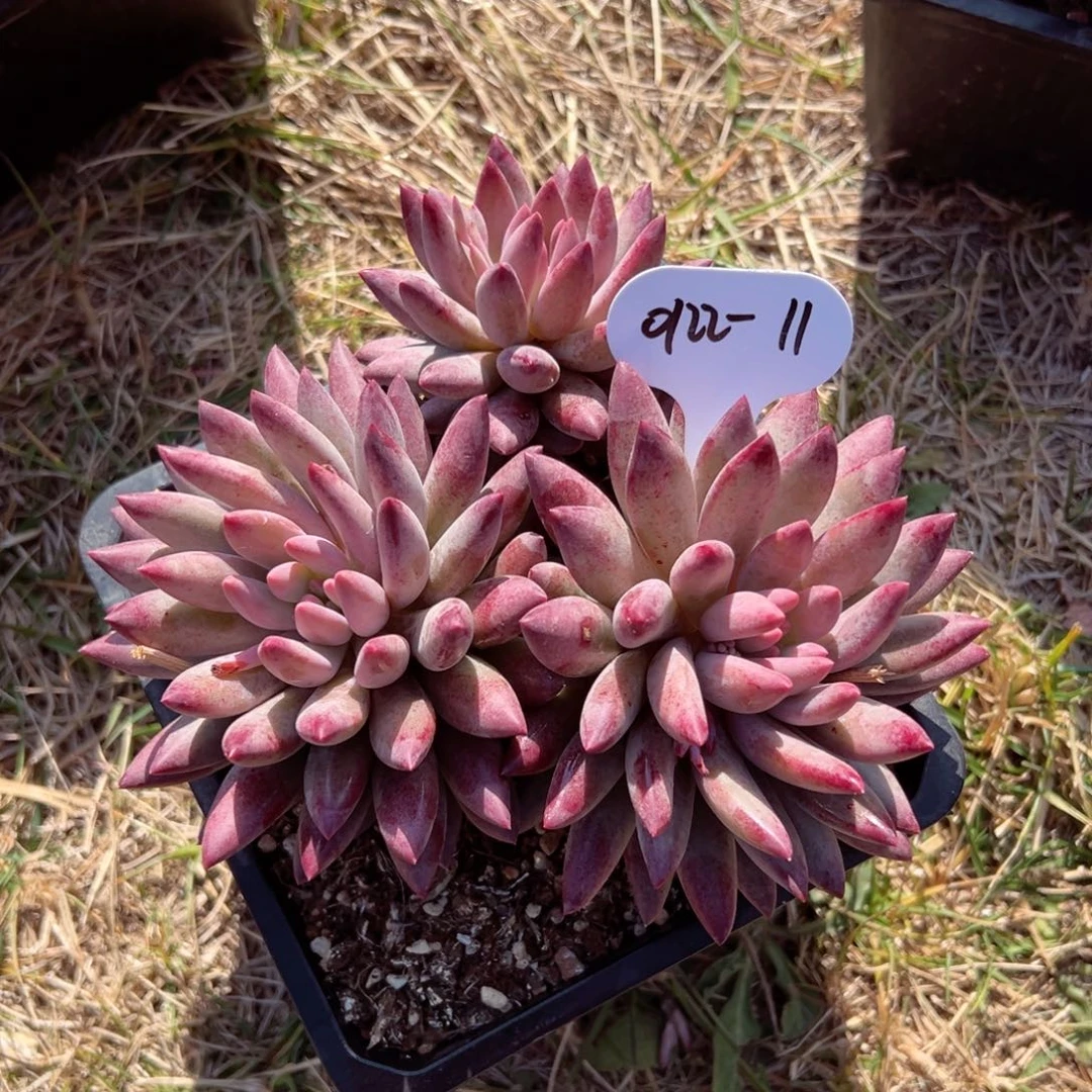 肉*嘟0122-11虞美人