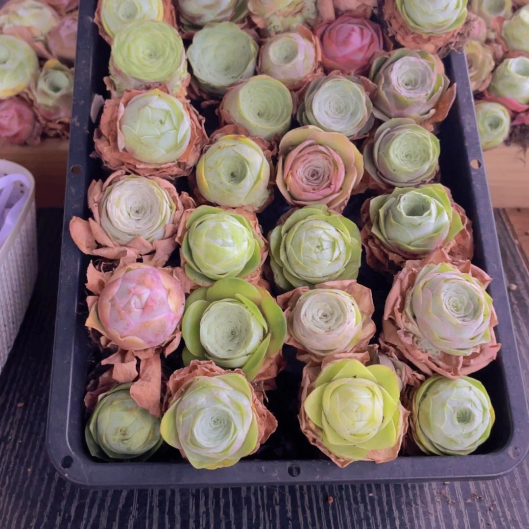 保底三十颗量拍加花篮