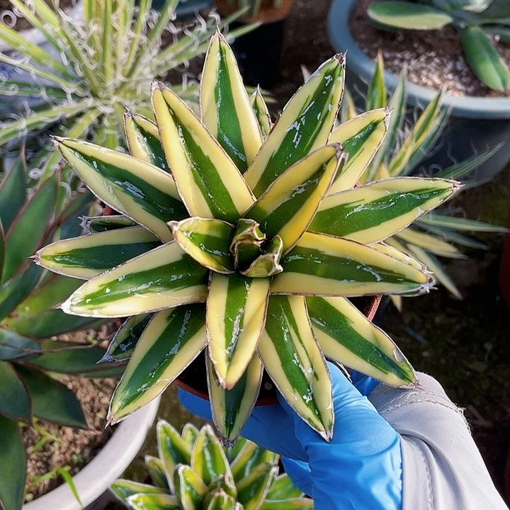 完全开放辉山龙舌兰13cm