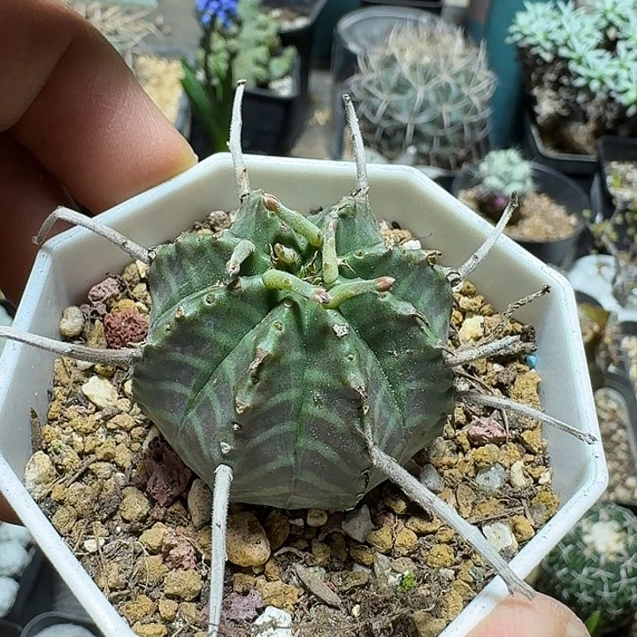 882法利达脱土发货