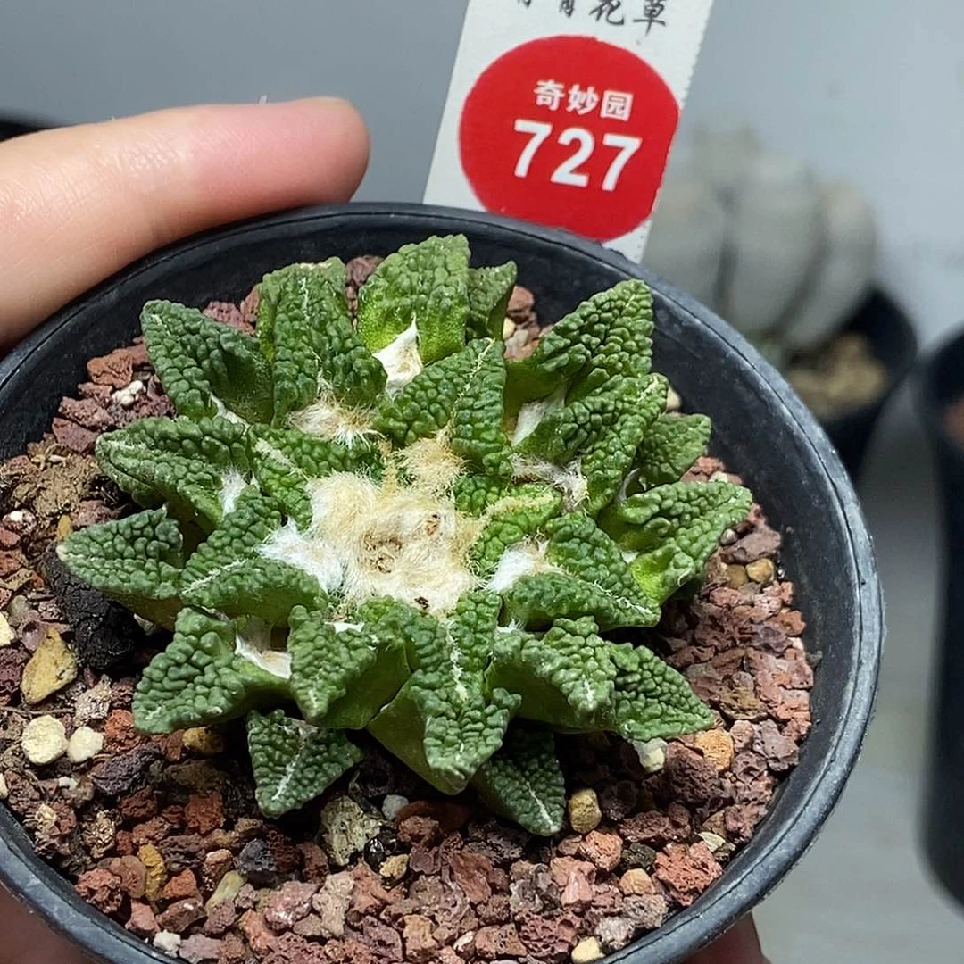 自根黑牡丹5.4cm368