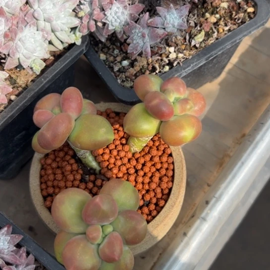 泡*谢谢姐姐～一物一拍012