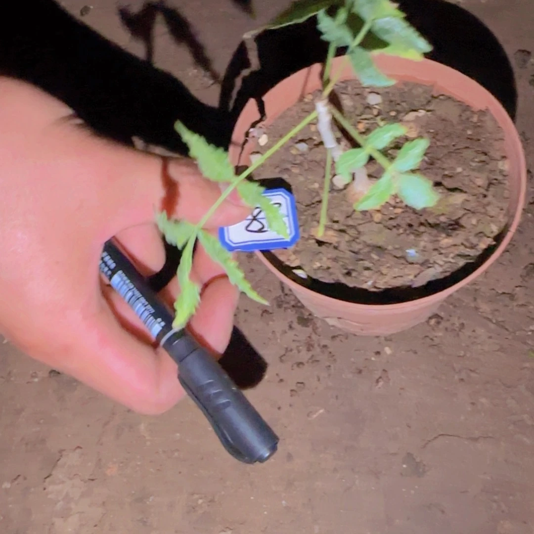 咪*块很植物块根植物块根