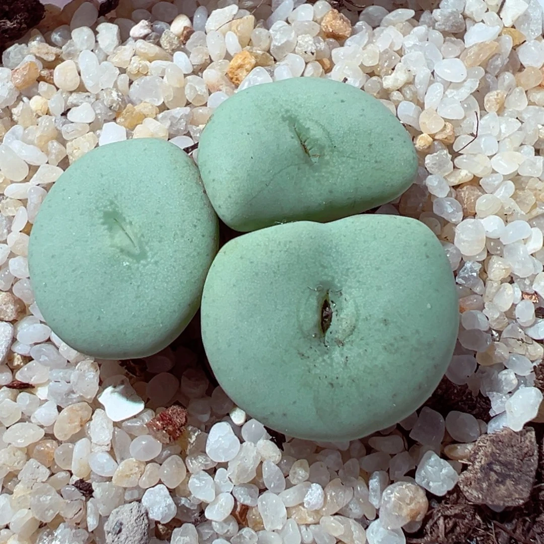 1209-260多肉多肉酒杯