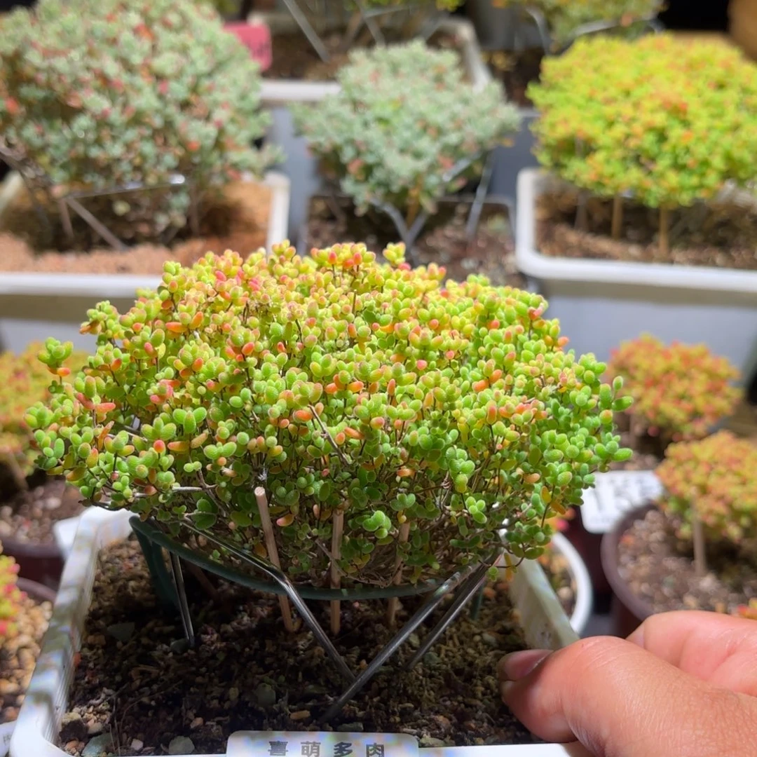 枝干番杏13厘米冠幅密橘