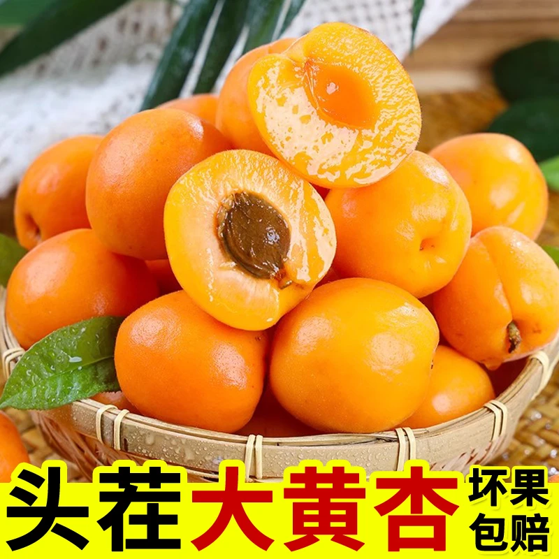 河南新鲜头茬大黄杏新鲜水果杏子现摘大果应季酸甜金太阳黄杏整箱