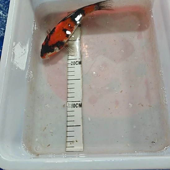 锦鲤锦鲤观赏鱼昭和菲泻白泻