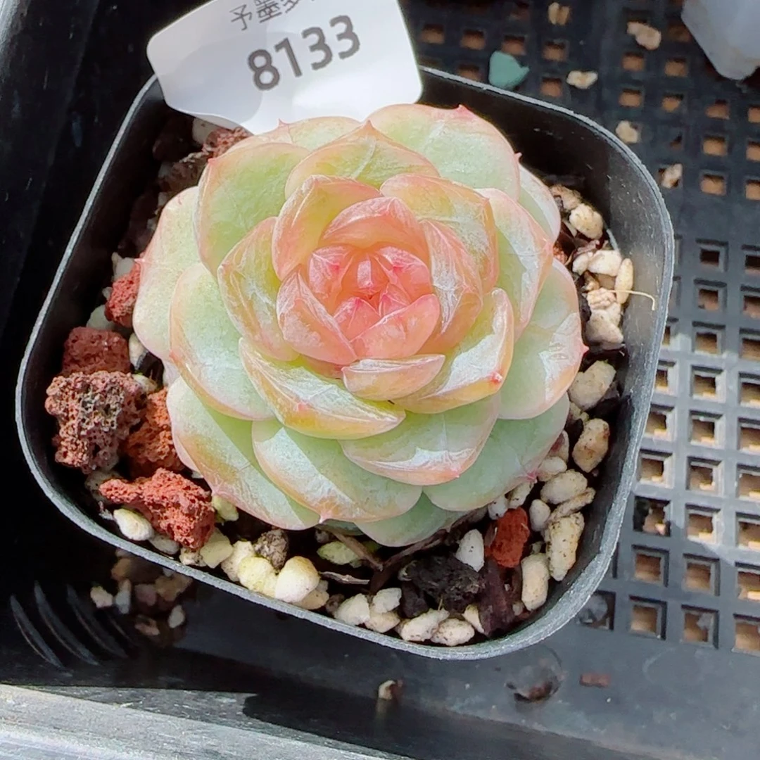 冰雪，8133多肉植物