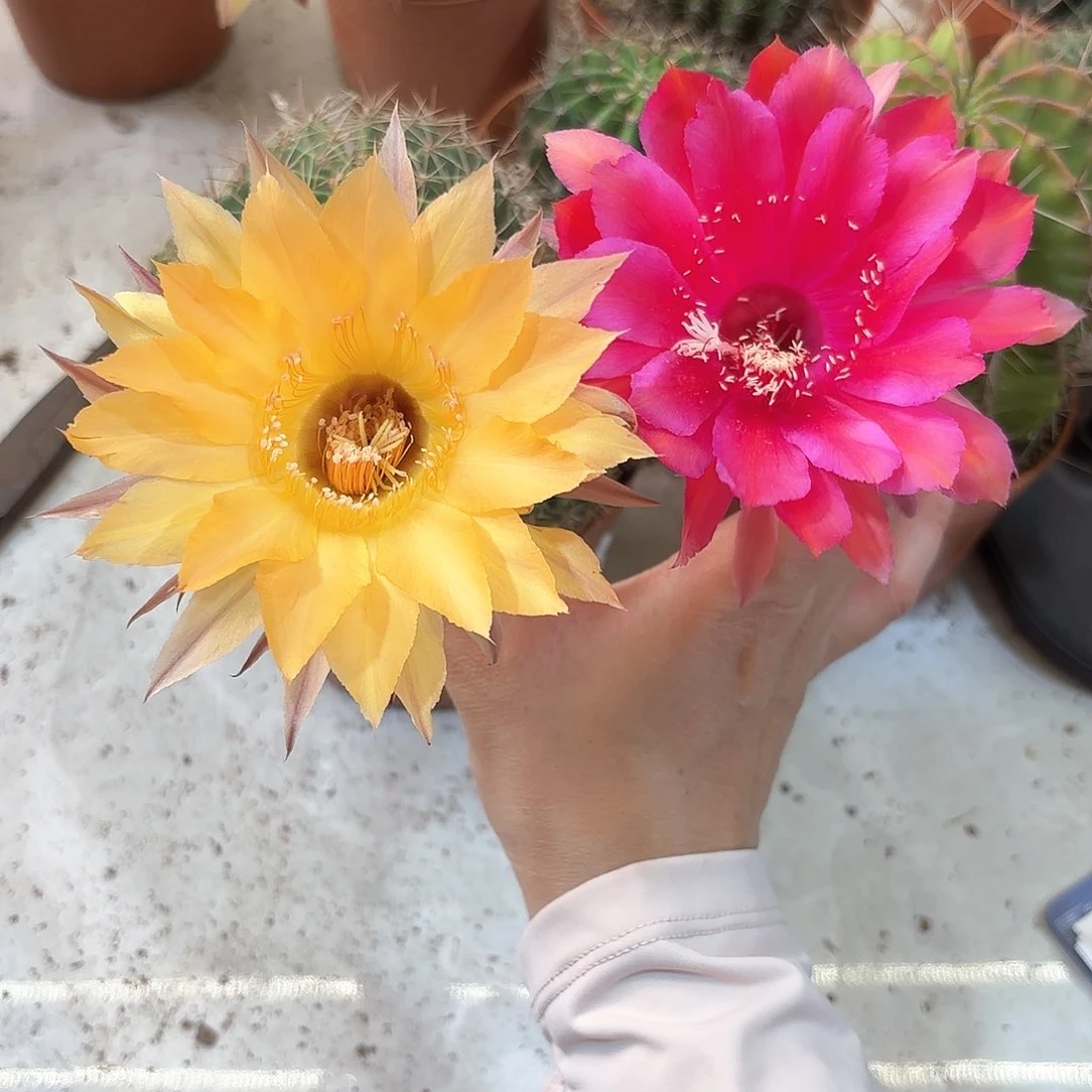 彩草实生2颗球7-8公分