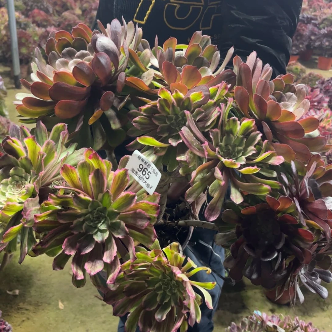 965水墨画特价多肉植物法师