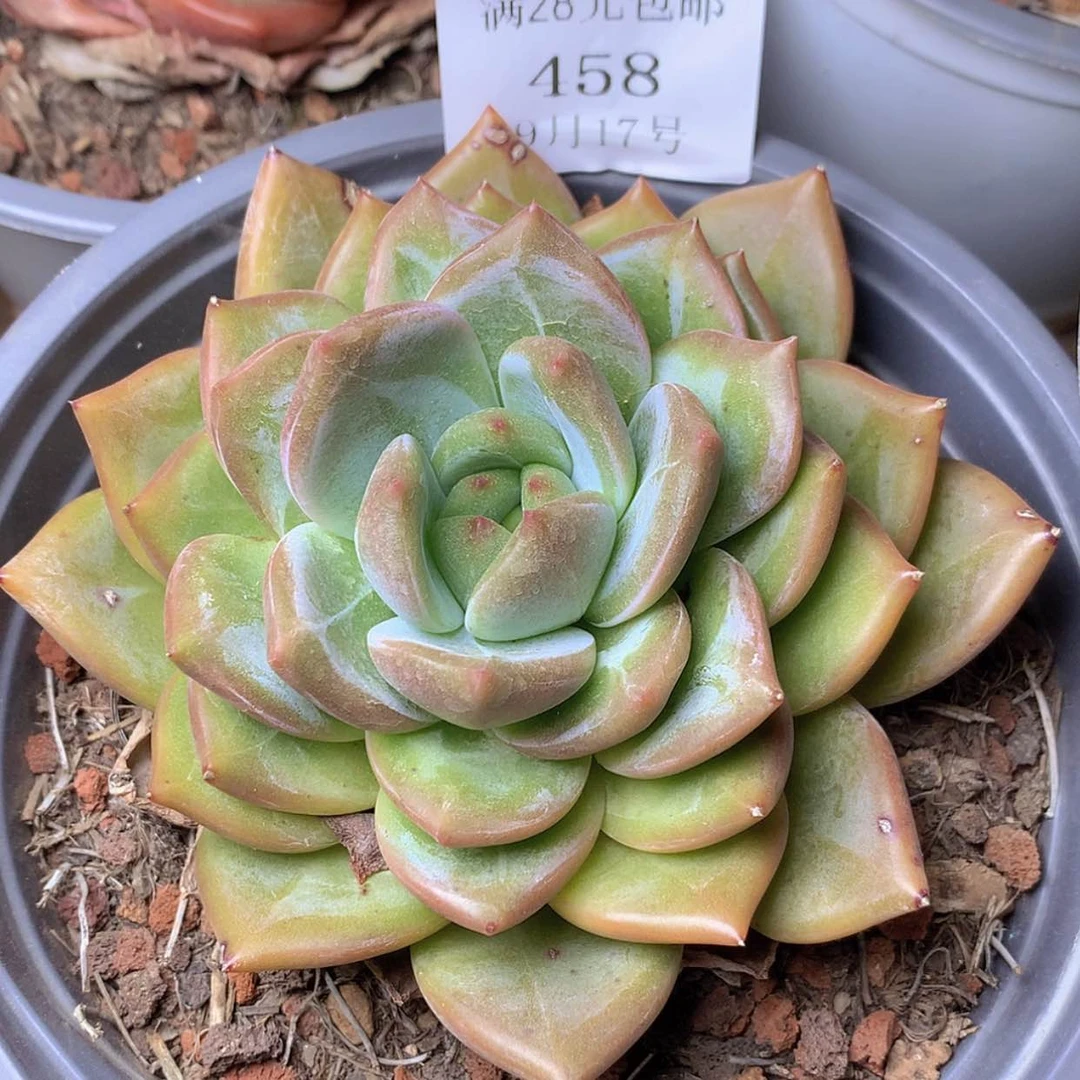 【闪购商品】云458号香槟杂8厘米