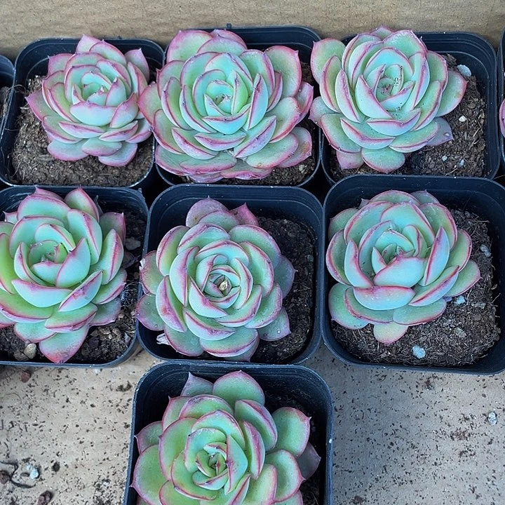 6.5方牡丹亭带盆土