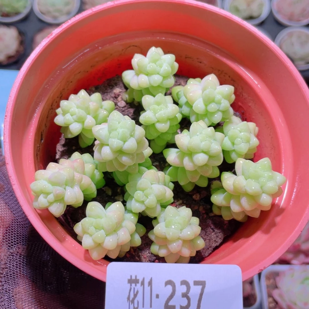 花利美11-237玉坠