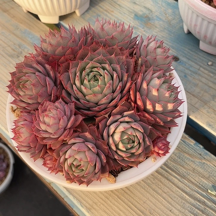 文***哒林杰安娜 啦啦啦啦啦