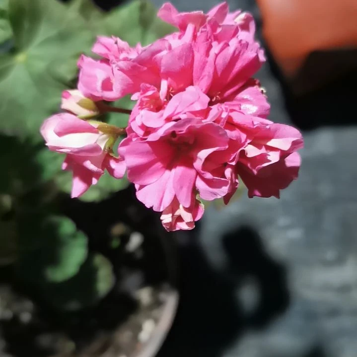 当前无花栽培后可以开花仙客来