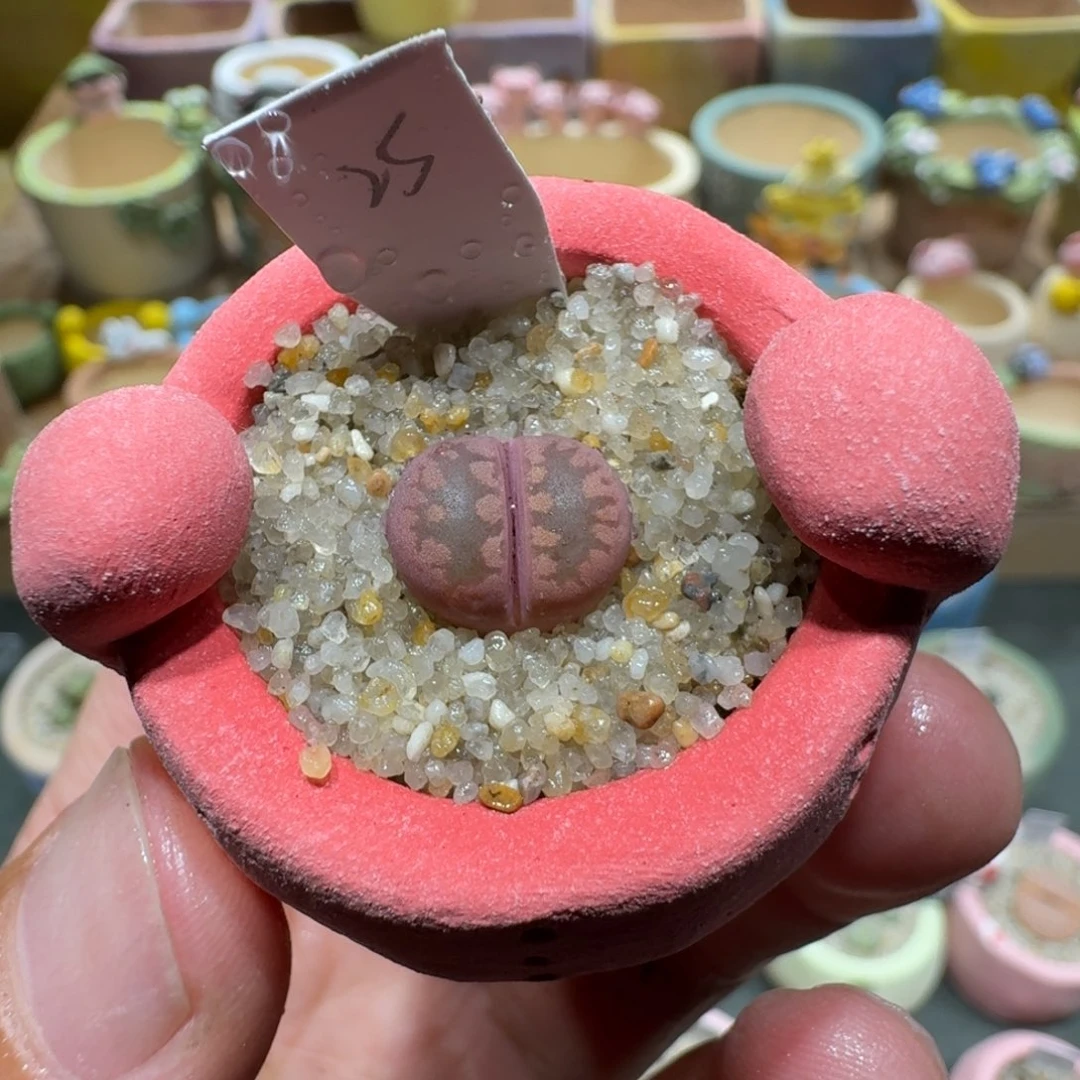 蘑菇1128紫牙多肉植物