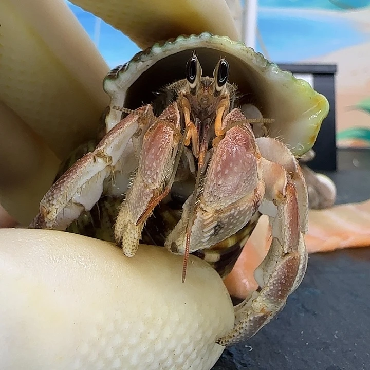 A15灰白2.0cm口径