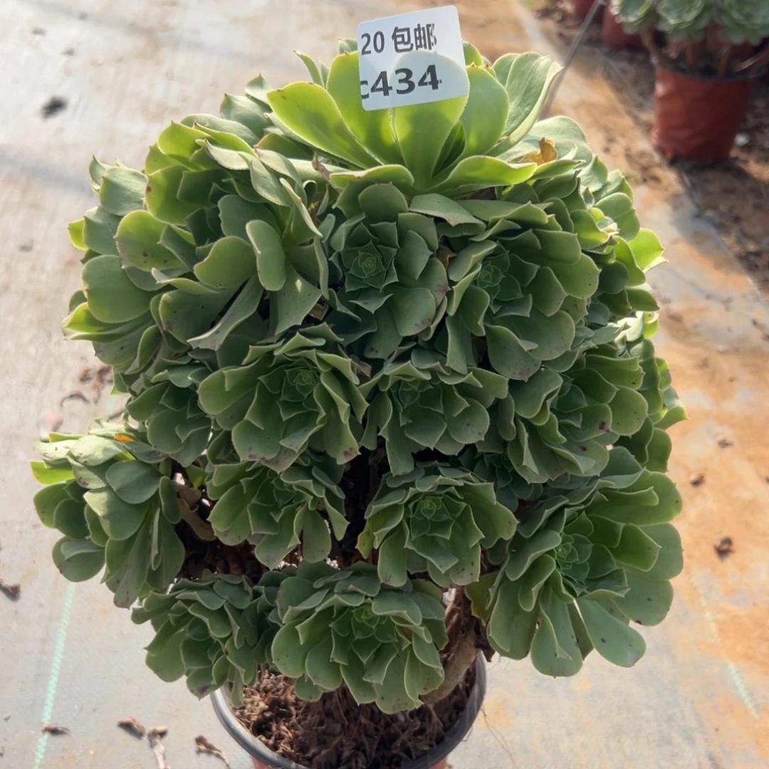 434绿杨蓉，多肉法师