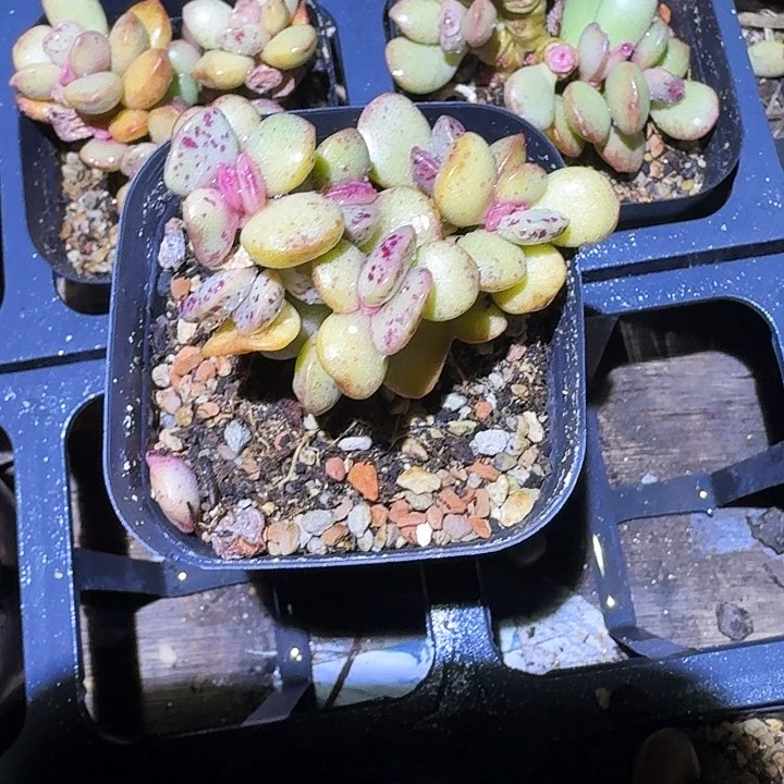 ?****?多肉植物一物一拍