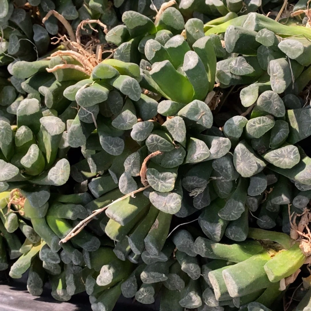 3115 一颗万象 端午福利