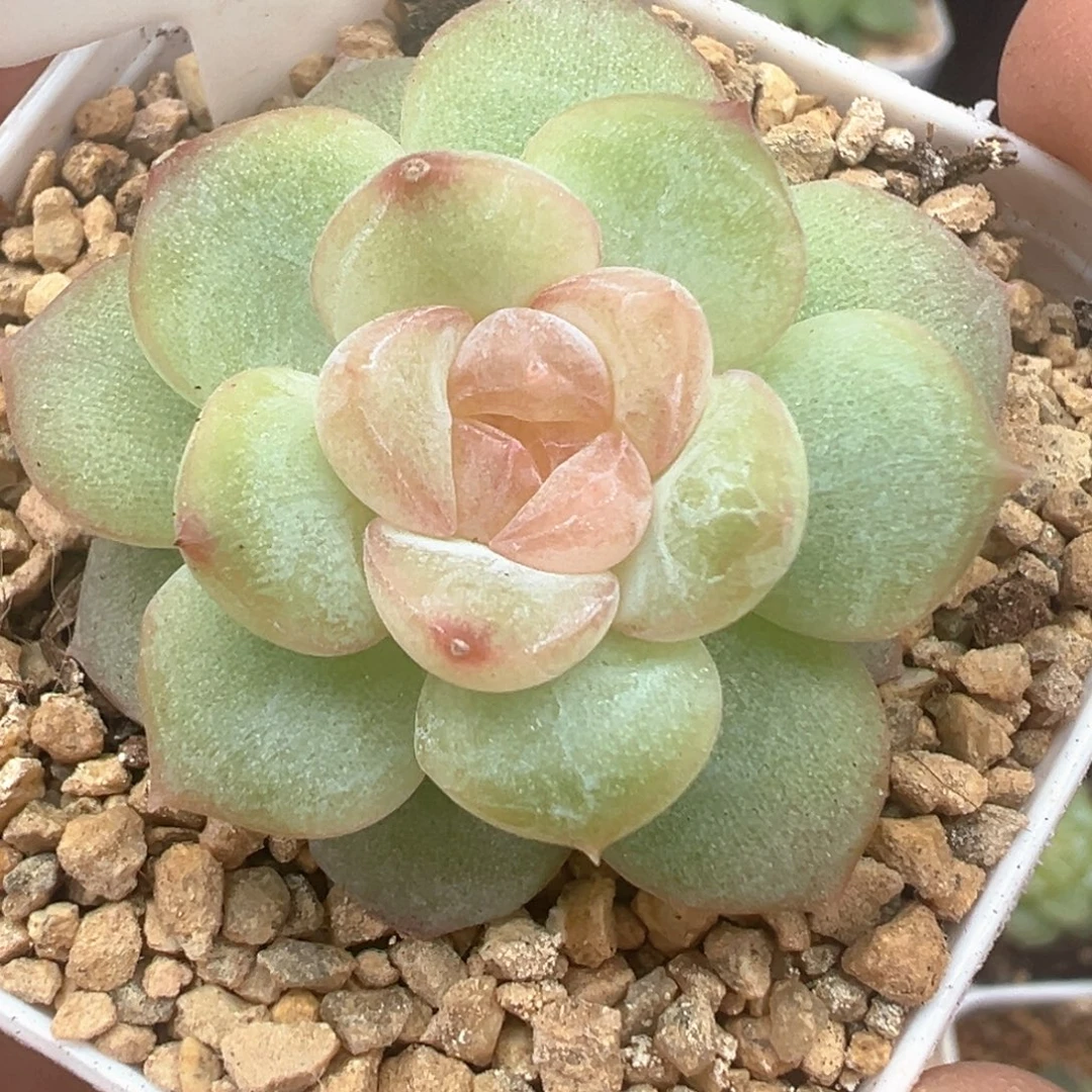 361号明眸晗雨多肉植物