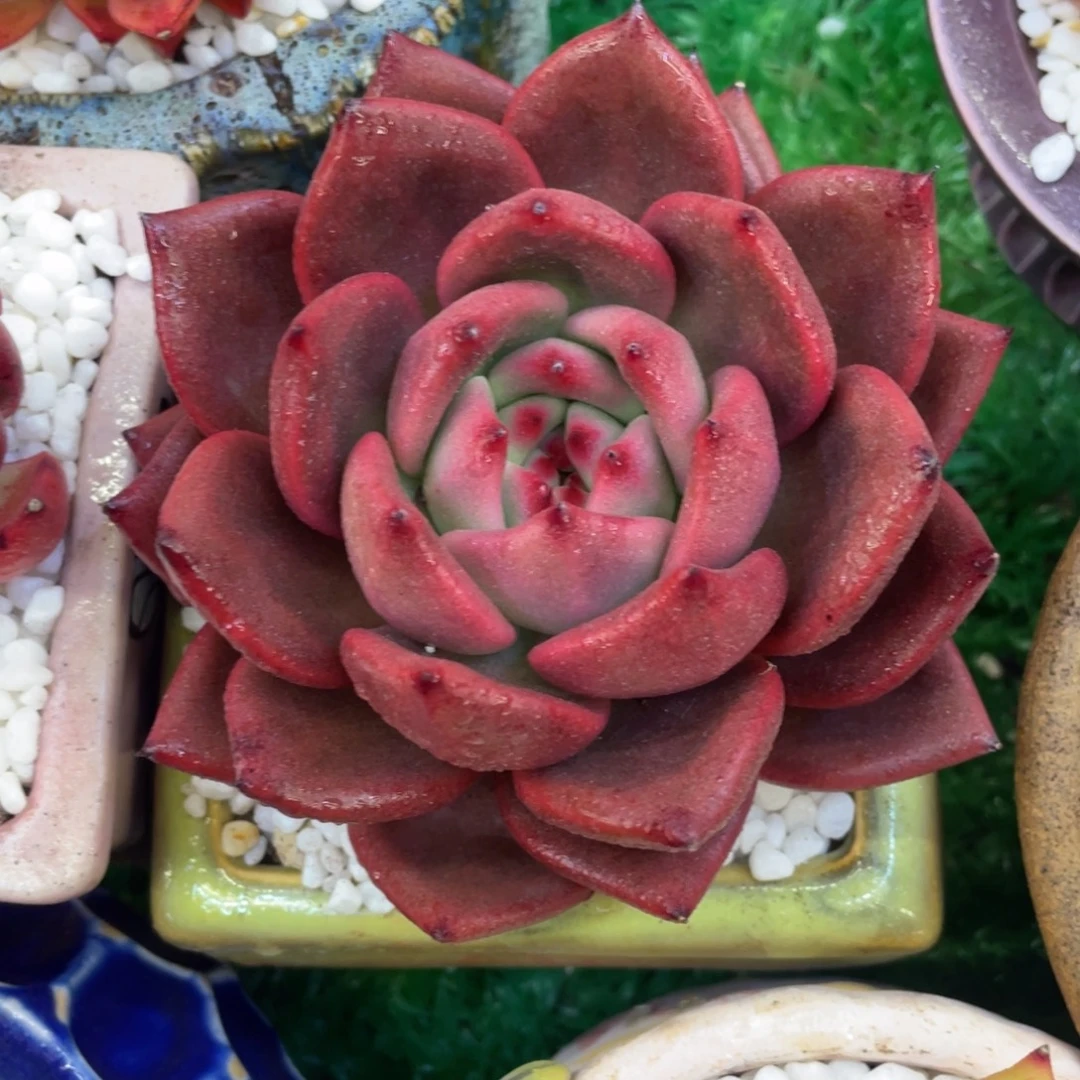 多肉植物盆栽多肉8