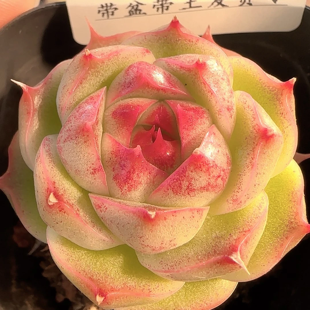 多肉1207-113麦秆