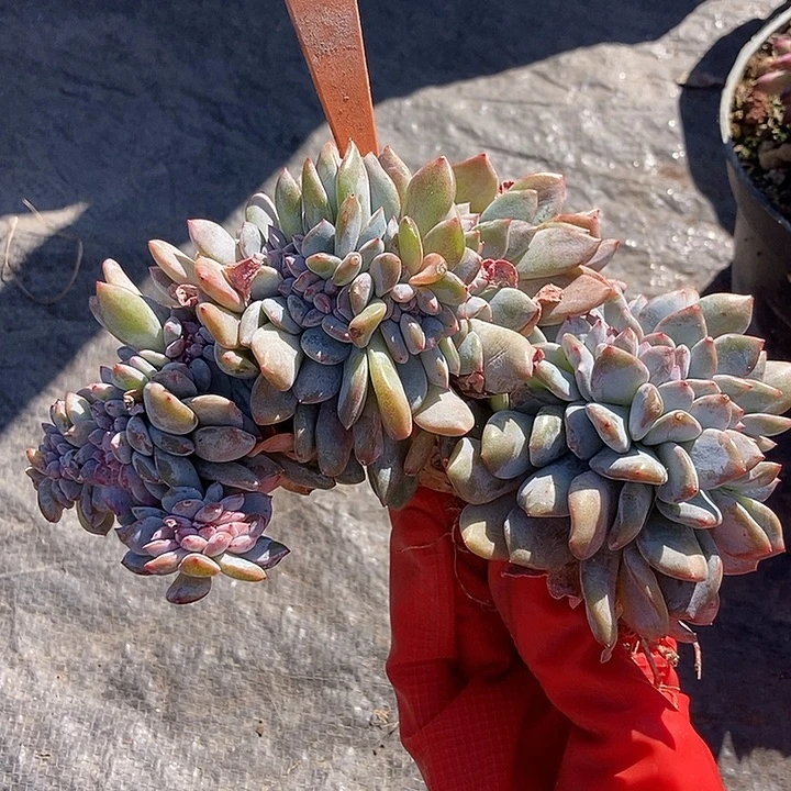 76 一物一拍不退不换