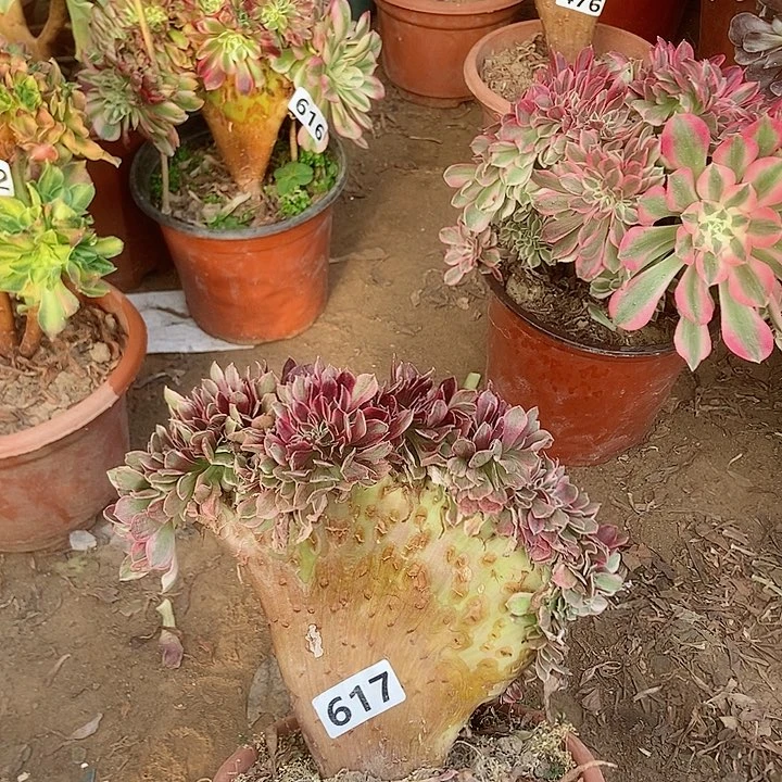 617粉女妖缀化老板子