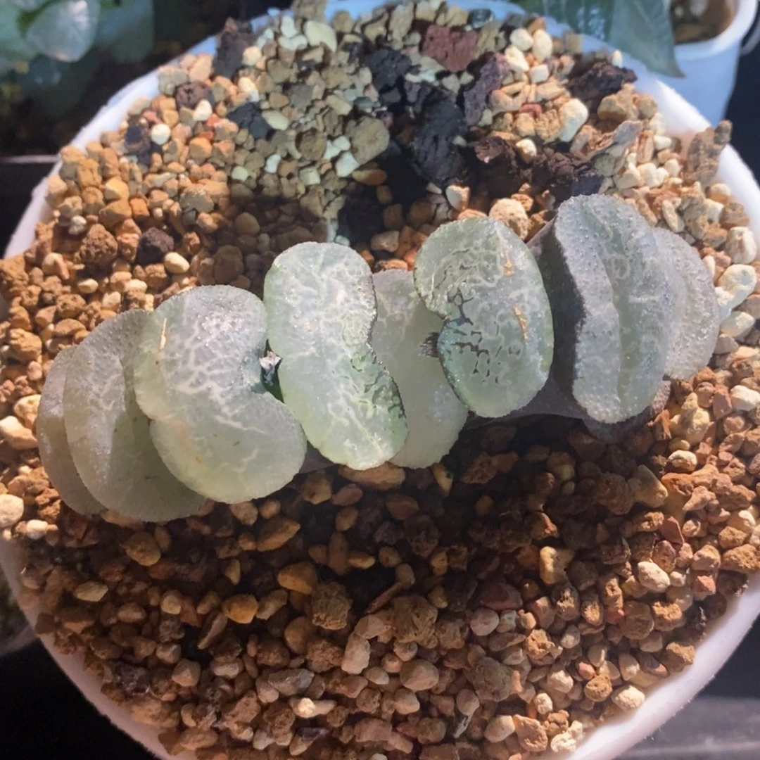 一颗大宽叶浮躁玉扇