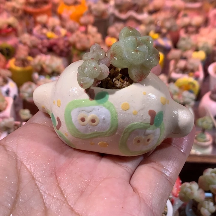 3年庄精品冰透糖心冰玉带盆发货