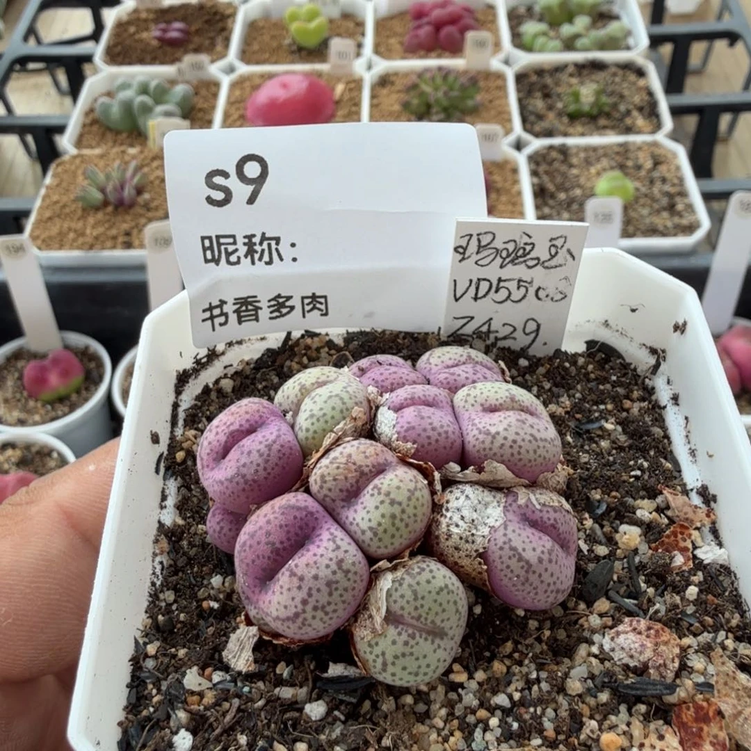 多肉植物多肉植物多肉植物