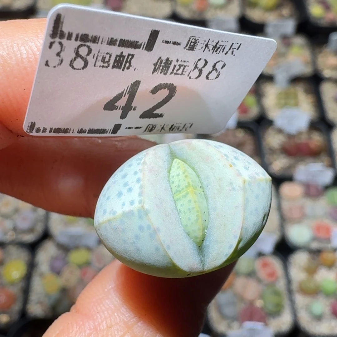 Sss生石花清货了42